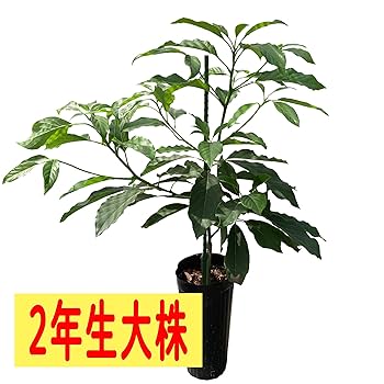 Amazon.co.jp: 【予約受付中】アボカド メキシコーラ 2年生接木